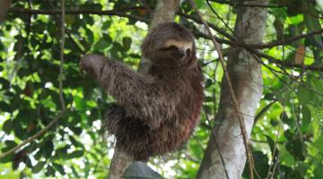 Bicho-preguiça se segura em uma árvore #paratodosverem
