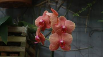 close de orquídea em flor em um vaso de ripas de madeira. #paratodosverem