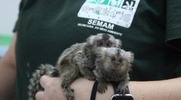 Saguis resgatados superam susto com muito cuidado e amor no Orquidário de Santos 