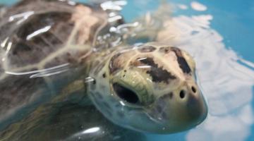 Atração turística mais visitada de Santos, Aquário é referência no resgate e tratamento de animais marinhos