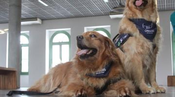 dois cães da raça Golden Retriever estão lado a lado, um macho sentado e uma fêmea em pé. 