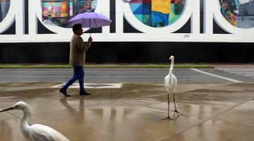 garças andando em calçada. Mulher passa à frente. Ela está agasalhada e segurando guarda chuva. Ao fundo, parte de um painel artístico pintado. #paratodosverem