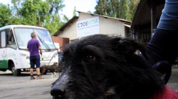 Dia Mundial do Animal: Codevida vira "cupido" para os interessados em adotar pets em Santos