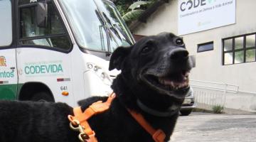 cão está em primeiro plano à frente de uma van e de um prédio em cuja fachada se lê Codevida. #paratodosverem