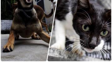 cão escancara a boca para pegar bolinha de tênis no ar; ao lado, em outra imagem, gatinho olha para a foto. #paratodosverem