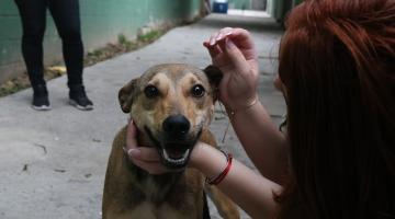 mulher faz carinho em cachorro #paratodosverem