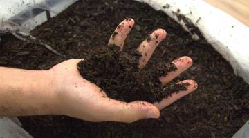 mãos com terra em composteira #paratodosverem