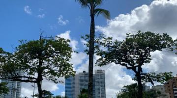 coqueiro na faixa de areia com raiz exposta. Ao fundo, o jardim da orla. #paratodosverem