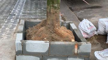 raiz de árvore recém-cortada, com o troncao. Ao lado, há sacos evidenciando uma obra nas laterais do vegetal. #paratodosverem