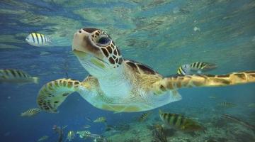 tartaruga dentro do aquário #paratodosverem