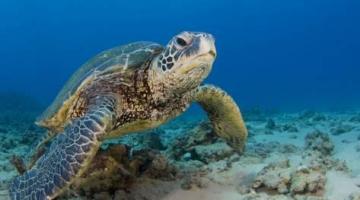 Tartarugas são devolvidas ao mar 