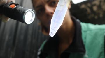 agente olha ampola com larva de mosquito #paratodosverem