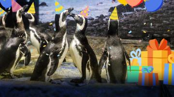 Foto de pinguins com arte. Eles usam chapéus de aniversário. Ao lado, há caixas de presentes. #Paratodosverem