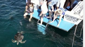 Tartarugas são soltas no mar após tratamento no Aquário de Santos