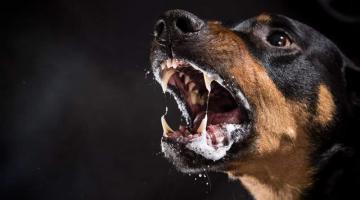 #pracegover Cão com a boca aberta demonstrando salivação excessiva