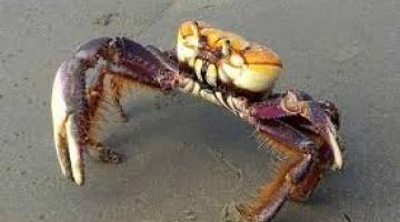 Fiscais recebem orientações sobre captura de caranguejo 