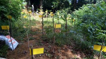 marcações de locais onde foram plantadas as árvores #paratodosverem 