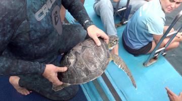 tartaruga é devolvida ao mar #paratodosverem 