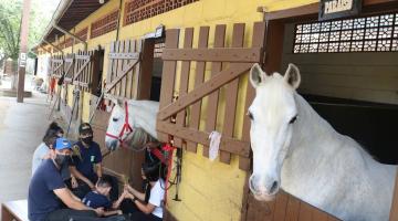 cavalos estão nos estábulos. Do lado de fora, equipe acompanha criança que está mexendo no feno para alimentar cavalo. #paratodosverem