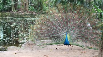 pavão com asas abertas ao lado de lago no orquidário. #paratodosverem