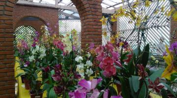 Venda e exposição de flores no Orquidário