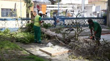 dois operários retirando árvore de jardim. #paratodosverem