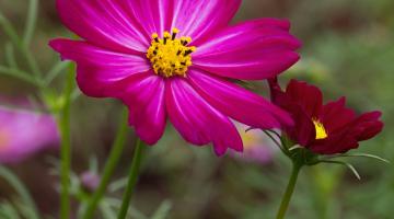 flores #paratodosverem