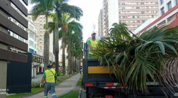 caminhão cheio de folhas em avenida ao lado de canteiro central com palmeiras. #paratodosverem
