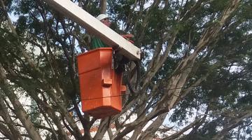 HOmem está no cesto de um braço de caminhão basculante fazendo a poda de galhos de uma árvore. #Paratodosverem