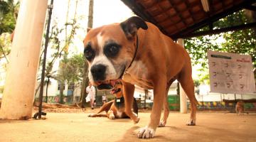 Mais 3 mil cães e gatos vão receber chips de identificação