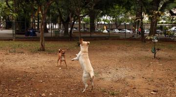 Reforma do parque de cães, na Praça do Sesc, começa neste mês