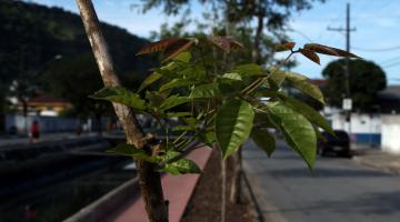Plantio de árvores em Santos cresce mais de 60 vezes 
