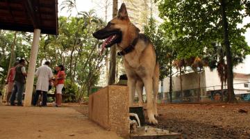 Reforma do parque de cães completa revitalização da Praça do Sesc