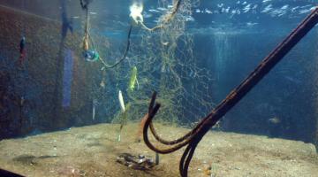 Aquário inaugura tanque sobre pesca fantasma. Assista ao vídeo