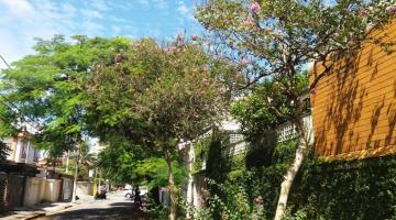 rua com muitas árvores #paratodosverem