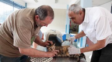 Cães e gatos podem ser vacinados gratuitamente na Zona Noroeste