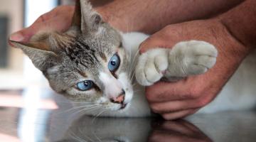 Vacinação antirrábica bate meta para gatos
