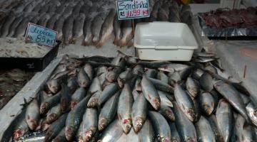 caixa de isopor cheia de sardinhas frescas. #paratodosverem