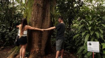 Duas pessoas abraçam árvore no Orquidário #paratodosverem