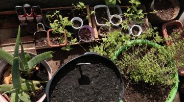 Mais uma unidade da rede municipal de Santos recebe o selo ambiental ‘Escola Azul’