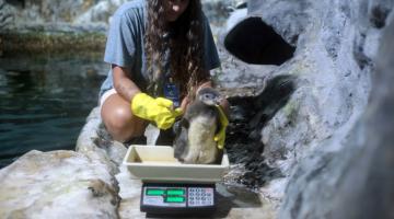 Filhote de pinguim nasce no Aquário de Santos e se torna grande atração do parque