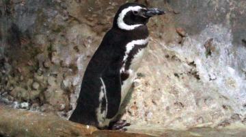 Pinguim Fraldinha morre no Aquário