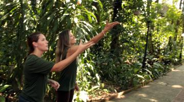 Orquidário devolve dois pássaros à natureza. Confira vídeo e fotos