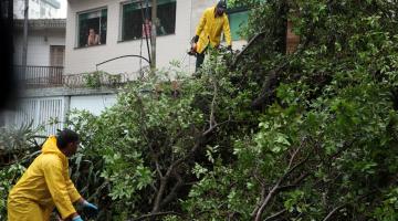 operários atuando para retirar árvore #paratodosverem