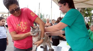 Gatos são os primeiros beneficiados em campanha de vacinação gratuita em Santos