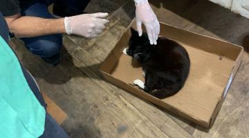 fiscal analisa ralo #paratodosverem