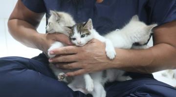 mãos seguram gatos #paratodosverem 