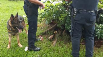 guardas com cachorro procuram drogas em arbusto #paratodosverem