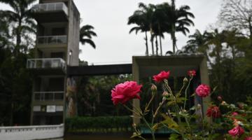 flor com edificação ao fundo #paratodosverem
