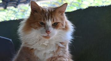 close up de gato.#paratodosverem
